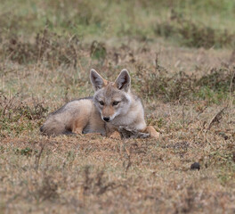 Golden Jackal