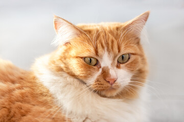 Portrait of a beautiful red cat with yellow eyes, looking forward. Cute pets
