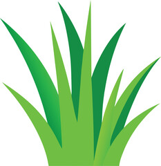 aloe vera plant on white