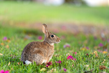 Wild rabbit in nature. Grey small hare eating grass on Florida backyard