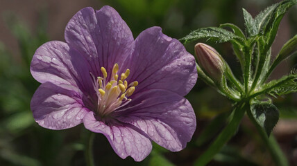 Fototapeta premium purple flower in the garden