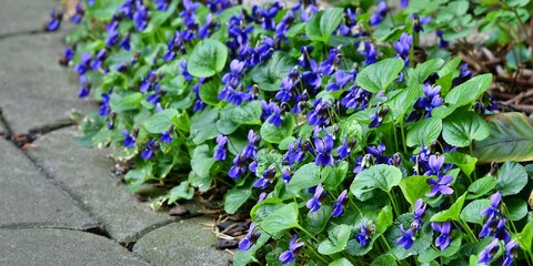 Szpaler rosnących przy ścieżce fiołków wonnych (Viola odorata)