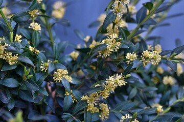 Kwitnący krzew bukszpanu wieczniezielonego (Buxus sempervirens)