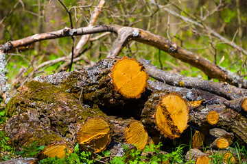 heap of tree trunk on the forest glade