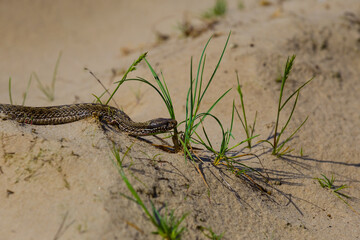 closeup snake crawl over a sand desert