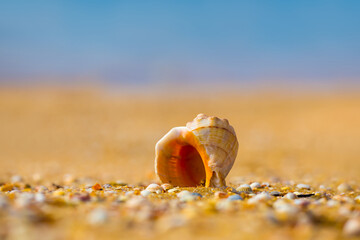 closeup empty marine shell on a sandy sea beach