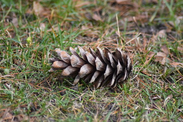 pine cones on the grass