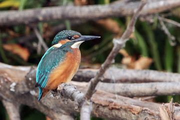 kingfisher bird with colorful plumage sits on branch
