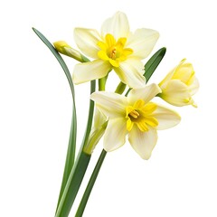 Fototapeta premium Jonquil Flower on White Background