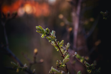 young spring leaves of trees

