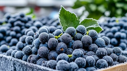 Freshly harvested blueberries with vibrant green leaves, embodying healthy eating, harvest season, Thanksgiving preparation, organic fruit