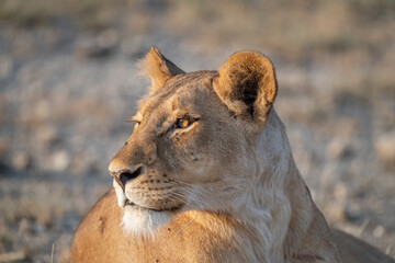 Lioness Relaxing