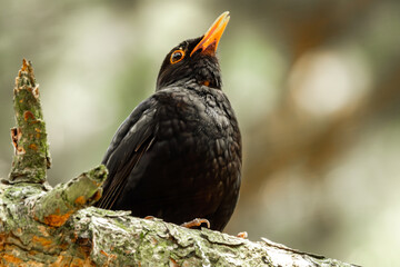 Singende Amsel auf einem Ast