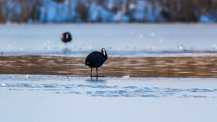 lișiță (Fulica atra).