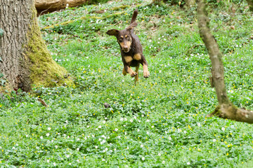 Front view of a running ,jumping brown dog in a forest at early spring surrounded by anemone flowers.