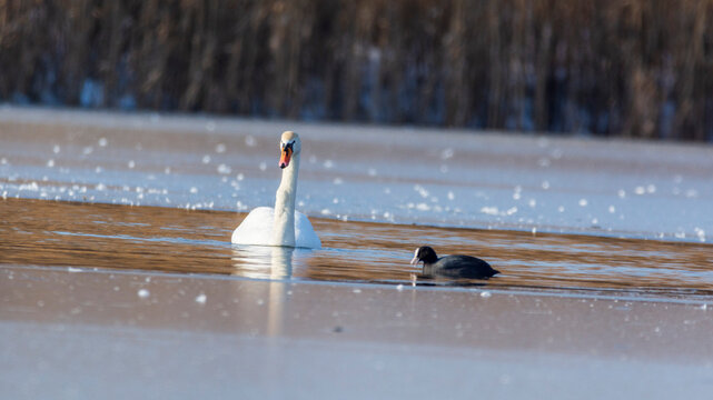 Beautiful swan