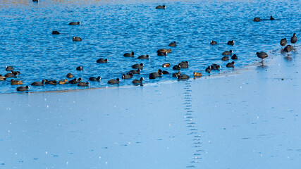 lișiță (Fulica atra)