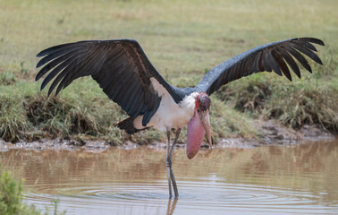 Marabou Stork with Wings Outstretched