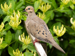 A close up of a Mourning Dove perched on the top of a fence rail with honeysuckle flowers in the background