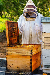 Adult beekeeper wearing a protective suit checking a hive outdoors