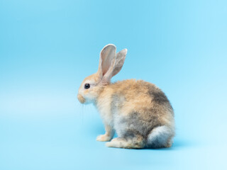 Baby cute rabbit with tri-colored fur sitting on blue background. Baby rabbit pet is adorable.