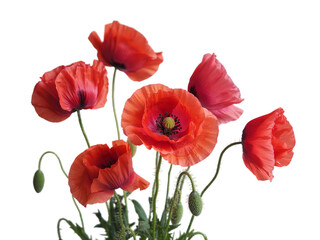 Fototapeta premium Red poppies symbolizing Anzac Day, Remembrance Day, Memorial Day, and Veterans Day