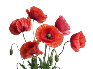 Red poppies symbolizing Anzac Day, Remembrance Day, Memorial Day, and Veterans Day