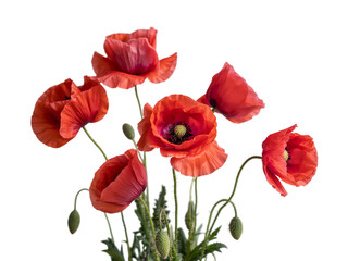 Obraz premium Red poppies symbolizing Anzac Day, Remembrance Day, Memorial Day, and Veterans Day