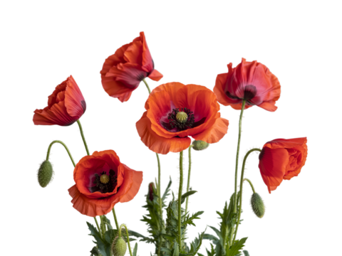 Red poppies symbolizing Anzac Day, Remembrance Day, Memorial Day, and Veterans Day