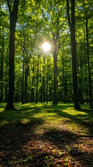 Obraz premium Sunlight streams through the forest canopy illuminating the lush green foliage and casting shadows on the forest floor
