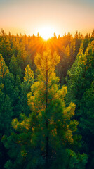 Sunset view through a forest The sun shines brightly between the treetops The foreground features a tall evergreen tre