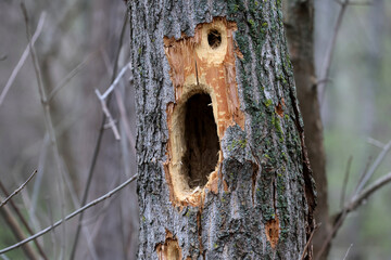 The hole made by a woodpecker in a tree to search for larvae and insects
