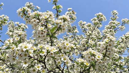 Beautiful pink and white flowers blooming in a colorful garden