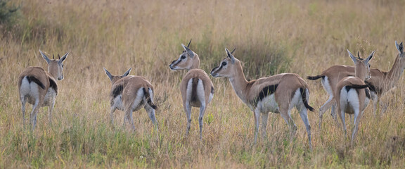 Thompson's Gazelles