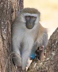 Vervet Monkey