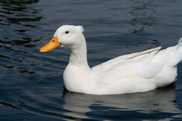 WHITE DUCK CLOSE VIEW 