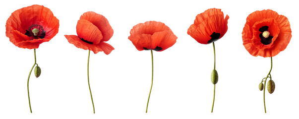 Obraz premium Five Red Poppies Composition, Isolated on Transparent Background, Floral Design Element, Botanical Illustration, Poppy, Flower, Red