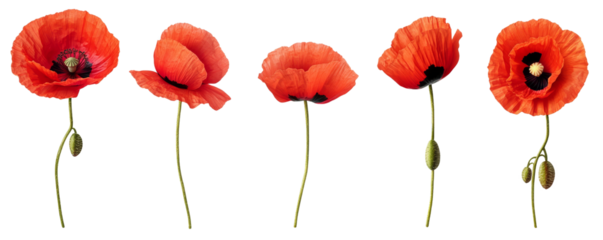Five Red Poppies Composition, Isolated on Transparent Background, Floral Design Element, Botanical Illustration, Poppy, Flower, Red