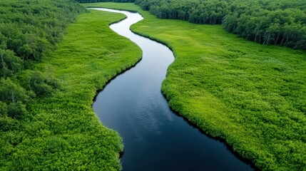 An aerial perspective of a smooth river meandering amidst a lush landscape of greenery, representing the interconnectedness of water and life in nature's cycle.