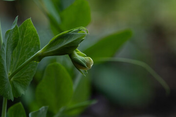 Fresh Pea Flowers on a Green Vine