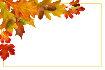 Red autumn leaves and acorns in a corner arrangement and a frame isolated on white or transparent background.