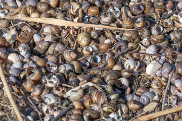 Many brown striped river snail shells on water shore. Common viviparous contectus is species of freshwater gastropod mollusk of viviparidae family. Aquatic mollusc wash away by wave onto sandy beach.