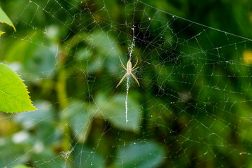 Close up photo of a spider on a spider web