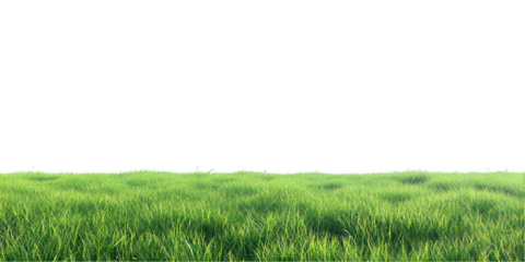 Lush green grass field nature landscape scenery