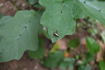 A small spider of the Oxyopes genus is sitting on top of an eggplant leaf