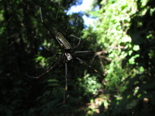 A Nephila spider, known as the golden orb weaver, on its web in the forest