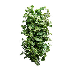 A Bundle of Fresh Cilantro with Delicate Fronds Isolated on Transparent Background