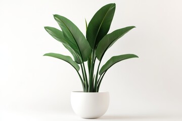 Photorealistic bird of paradise plant with large green leaves in a white ceramic pot, isolated on a white background