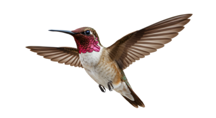 Isolated Ruby-Throated Hummingbird in Flight