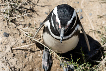 Top view angle of Magellanic penguin portrait sleeping standing up